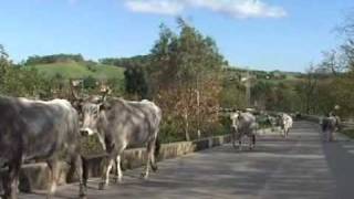 LA TRANSUMANZA BOVINA IN CALABRIA [upl. by Aenat]