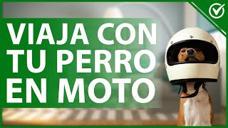 tutorial Cómo llevar a tu perro en moto [upl. by Eenhat16]