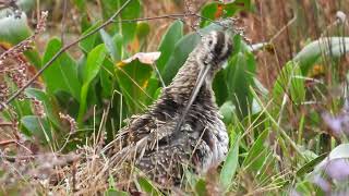 Common Snipe Beccaccino Gallinago gallinago [upl. by Bay945]