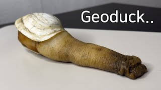 What Is So Unique About a Geoduck   Geoduck Dissection [upl. by Orlantha]