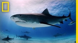 Tiger Sharks Swimming With an Awesome Predator  National Geographic [upl. by Rahr278]