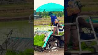 paddy planting by rice transplanter beautifully agriculture farming satisfying short [upl. by Ahsilad]