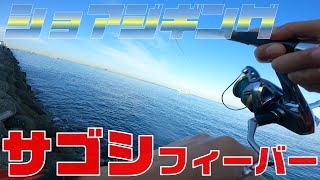 【ショアジギング】朝マズメじゃなくても釣れる。サゴシ・サワラ＜大阪湾 釣り＞ [upl. by Shanly]