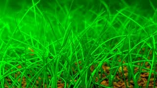 How to create a Dwarf Hairgrass CARPET  Cómo tapizar con Eleocharis parvula EnglishEspañol ᴴᴰ [upl. by Saffian]