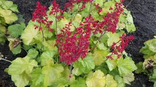 Coral Bells DOLCE® APPLETINI HEUCHERA  wwwgardencrossingscom [upl. by Arotal]