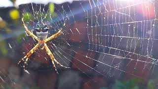 Is this spider dangerous Argiope argentata silver Argiope [upl. by Ermeena]