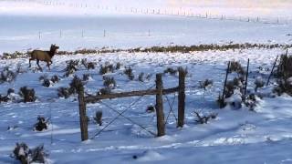 Jicarilla Apache Reservation Elk Crossing [upl. by Ninnette]