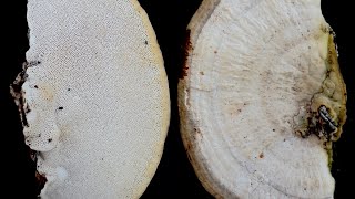 How to identity Trametes lactinea Latte Bracket [upl. by Noyerb]