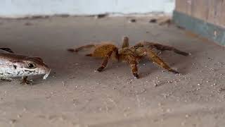 Tarantula vs lizard in Zanzibar [upl. by Uoliram]