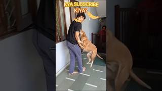 When dogs meet their loved ones after many days doglover dogsreaction short [upl. by Adnohsat]