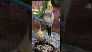 Meet our playful cockatiel Fun and feathers galore🐦🧡💚🧡 CockatielLife cockatoos parrot petlover [upl. by Alegnasor]