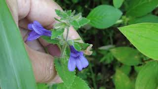 duckbilled platypusduckbilled flower purple flower [upl. by Elorak]