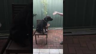 Teaching Steadiness in Dogs [upl. by Nnovahs]