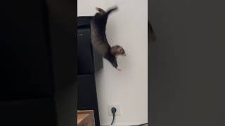 Le furet est vraiment dénué de perspective😅🫶🏻 furet furets ferret ferrets funnyvideos funny [upl. by Werna483]