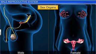 Reproduction Process In Humans Humans Reproductive Organs detail study Class 12th and 10th [upl. by Ketchum]