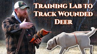 Training Lab to Track Wounded Deer How To Start [upl. by Llet]