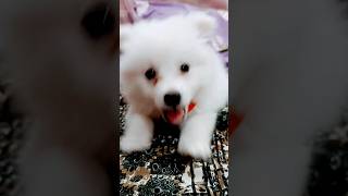 Dog lover pomeranian love shortsfeed viralvideo [upl. by Elumas]