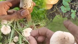 🌧Rainy season இயற்கை காளான்🍄🍄 தேடுதல் வேட்டை in tamil ll Full video🎥 tamil [upl. by Nymsaj330]