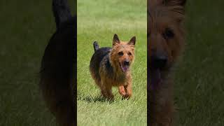 Australian Terrier dogbreeds [upl. by Azpurua220]