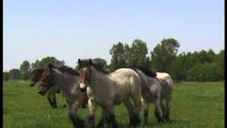 Belgian Draft Horses in Kontich [upl. by Hyatt]