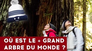 🌲 Où est le plus grand arbre du monde   🇺🇸 USA 09 [upl. by Rheba]