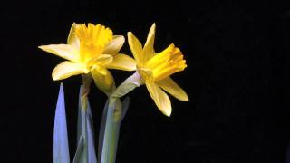 daffodils flowering time lapse [upl. by Yorgo]