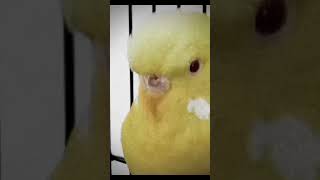 Before I got boggis fypシ゚viral plz budgies [upl. by Airym721]