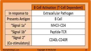 B amp T Cell Activation amp Development Cytokines MHC 1 CD40 TNF B7 IL 2 LTB4 CD4 CD8 [upl. by Kralc]