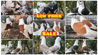 Fancy Kabootar Special  Fancy Pigeon Loft Indian Fantail  Kerala Fancy Kabootar [upl. by Enneirda]