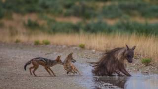 Jackals vs Brown Hyena [upl. by Brita]