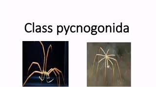 Class pycnogonida  Subphylum Chelicerata [upl. by Lombardi]