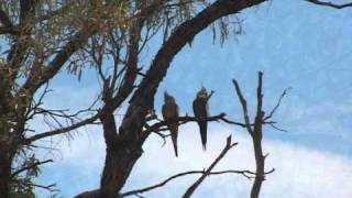 Wild Cockatiels raising their babies in the Australian Outback [upl. by Ilah]