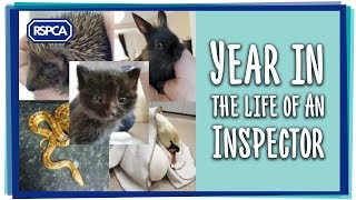 Year in the life of an RSPCA Inspector [upl. by Parris]