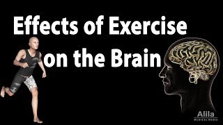 Effects of Exercise on the Brain Animation [upl. by Alley297]