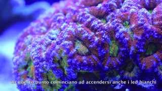 DaniReef presenta Acanthastrea lordhowensis e Sicce AM466 [upl. by Acinorav63]