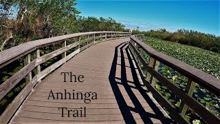 The Anhinga Trail Everglades National Park [upl. by Haidedej]