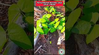 Pertumbuhan Mucuna bracteata Lokal Umur 2 Bulan [upl. by Aracaj]