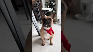 VLOGMAS ze včerejsiho dne 🩷 Ať už jsou Vánoce Těším se na ně moc 🎄🥹vlogmas puppy frenchie [upl. by Jammin256]