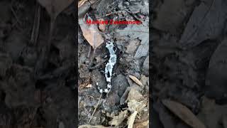 2 salamander species under log dayhikingandherpingdudes [upl. by Anaiek]