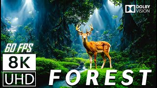 FOREST  Scenic Relaxation Film With Calming Music  8K 60fps Video UltraHD [upl. by Reinert]