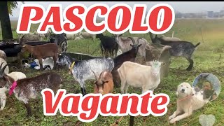 PASCOLO VAGANTE PIEMONTE [upl. by Assetniuq]