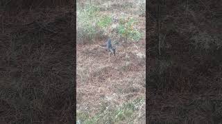 Nubbies are fun Baby bucks are so oblivious deer whitetail buck arkansas dumb blooper [upl. by Ahseital258]