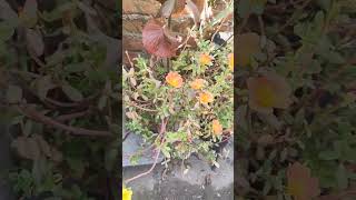 Portulaca Plant Care  purslane plant care shorts garden portulaca [upl. by Eycal]