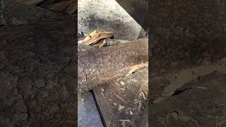 Chipping Pine Log viralvideo fyp tree youtubeshorts new chainsaw shorts treecutting [upl. by Bradstreet233]