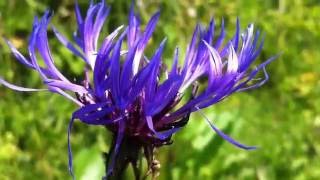 Mountain Cornflower Centaurea Montana  20120519 [upl. by Evelc579]