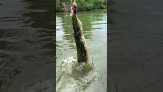 Worlds Most Aggressive Crocodiles  Saltwater Crocodile [upl. by Dougie637]