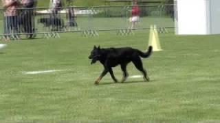 Beauceron Nationale d Elevage 2009 Ring 3 4 partie [upl. by Finbar214]