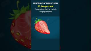 Tissues Class 9  permanent tissues in plants  cbse 9 Biology  chapter 6 NCERT  shorts [upl. by Mutz144]