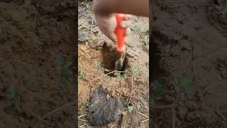 Palmyra palm tree seed are being planted P11 shorts nature [upl. by Olin]