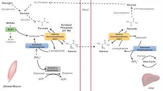 GlucoseAlanine Cycle  Cahill Cycle  Nitrogenous Waste Transport and Removal [upl. by Suoicserp949]